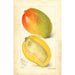 Reproduction of the painting Mangifera indica Totafari - Amanda Almira Newton