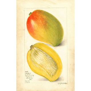 Reproduction of the painting Mangifera indica Totafari - Amanda Almira Newton