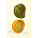 Mangifera indica White Alphonse - Amanda Almira Newton — artwork view