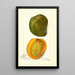 Mangifera indica White Alphonse - Amanda Almira Newton — framed artwork on a wall