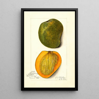 Mangifera indica White Alphonse - Amanda Almira Newton — framed artwork on a wall