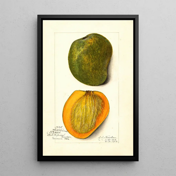 Mangifera indica White Alphonse - Amanda Almira Newton — framed artwork on a wall