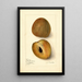 Reproduction of the painting Manilkara zapota - Amanda Almira Newton | Painting