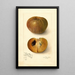Reproduction of the painting Manilkara zapota No - Amanda Almira Newton