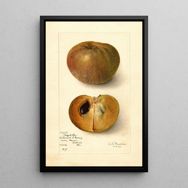 Reproduction of the painting Manilkara zapota No - Amanda Almira Newton