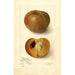 Reproduction of the painting Manilkara zapota No - Amanda Almira Newton