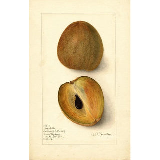 Reproduction of the painting Manilkara zapota - Amanda Almira Newton | Painting