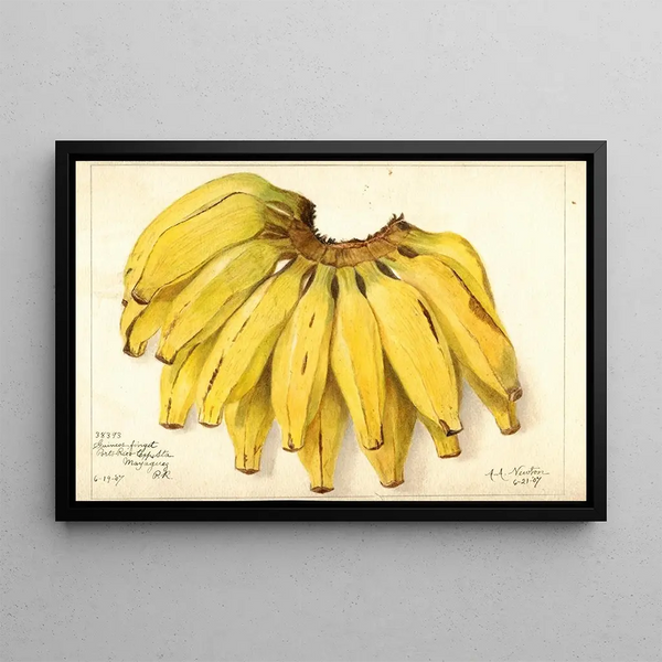 Musa Guincos Finget - Amanda Almira Newton — framed artwork on a wall