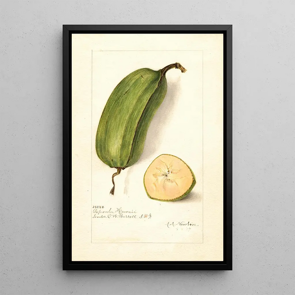 Musa Popoulu Hawaii - Amanda Almira Newton — framed artwork on a wall