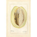 Passiflora quadrangularis - Amanda Almira Newton — artwork view