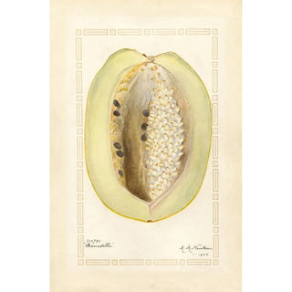 Passiflora quadrangularis - Amanda Almira Newton — artwork view