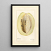 Passiflora quadrangularis - Amanda Almira Newton — framed artwork on a wall