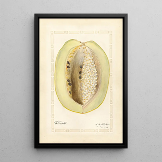 Passiflora quadrangularis - Amanda Almira Newton — framed artwork on a wall