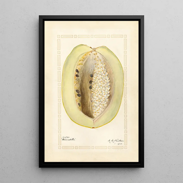 Passiflora quadrangularis - Amanda Almira Newton — framed artwork on a wall
