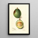 Reproduction of the painting Persea Avocat - Amanda Almira Newton