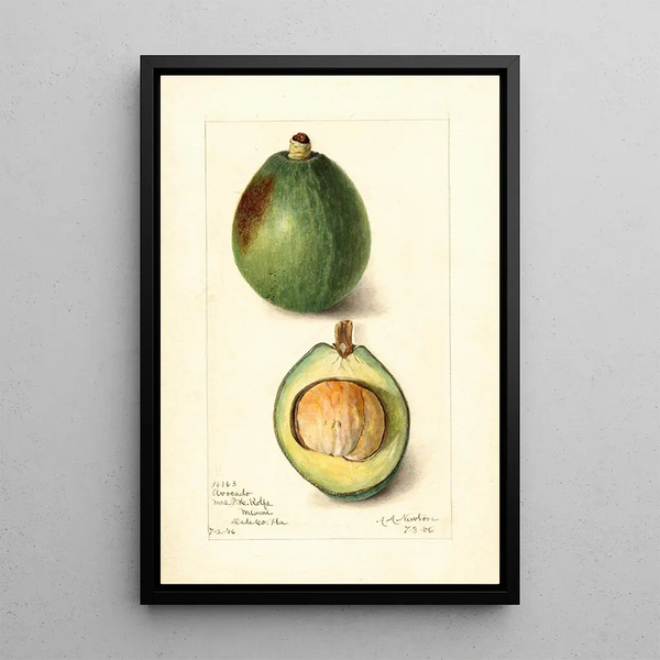 Reproduction of the painting Persea Avocat - Amanda Almira Newton