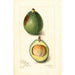 Reproduction of the painting Persea Avocat - Amanda Almira Newton