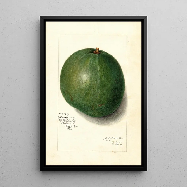 Reproduction of the painting Persea Blackman - Amanda Almira Newton | Painting