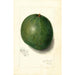 Reproduction of the painting Persea Blackman - Amanda Almira Newton | Painting