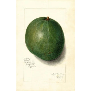 Reproduction of the painting Persea Blackman - Amanda Almira Newton | Painting