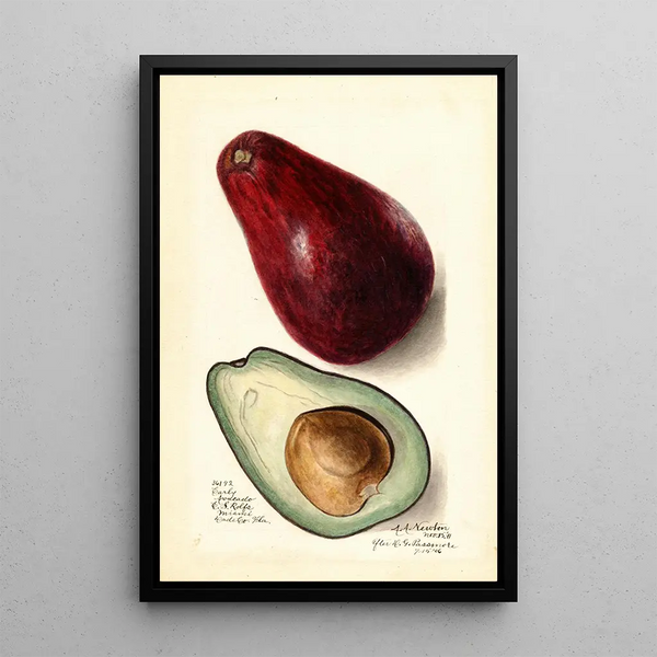Persea Early - Amanda Almira Newton — framed artwork on a wall