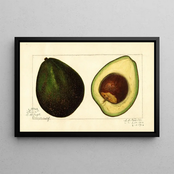 Persea Señor - Amanda Almira Newton — framed artwork on a wall