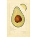 Reproduction of the painting Persea Sharpless - Amanda Almira Newton
