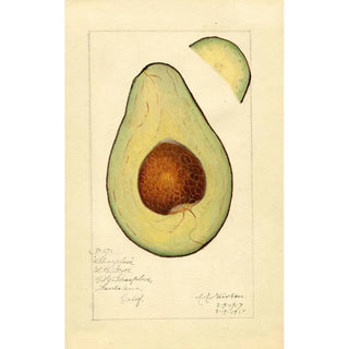 Reproduction of the painting Persea Sharpless - Amanda Almira Newton