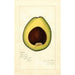 Reproduction of the painting Persea Spinks - Amanda Almira Newton