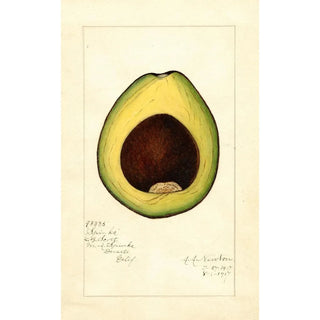 Reproduction of the painting Persea Spinks - Amanda Almira Newton