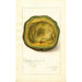 Persea Trapp - Amanda Almira Newton | Painting — artwork view