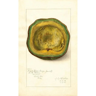 Persea Trapp - Amanda Almira Newton | Painting — artwork view