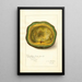 Persea Trapp - Amanda Almira Newton | Painting — framed artwork on a wall