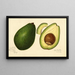 Persea ultime - Amanda Almira Newton — framed artwork on a wall