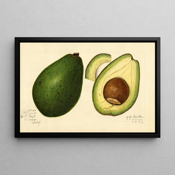 Persea ultime - Amanda Almira Newton — framed artwork on a wall