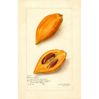 Pouteria campechiana - Amanda Almira Newton — artwork view