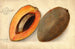 Pouteria campechiana Mammey - Amanda Almira Newton — artwork view