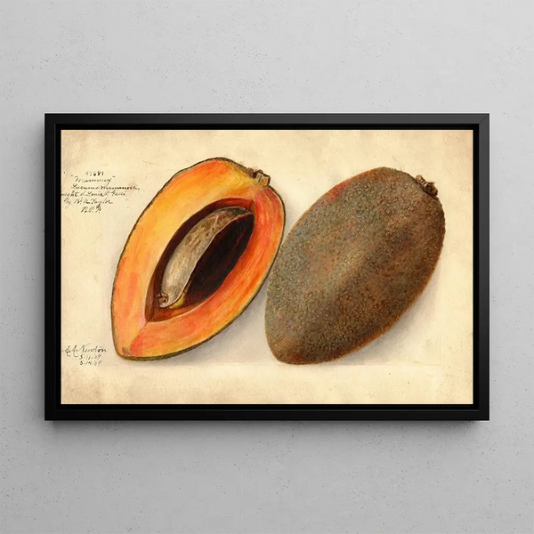 Pouteria campechiana Mammey - Amanda Almira Newton — framed artwork on a wall