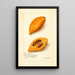 Pouteria campechiana - Amanda Almira Newton — framed artwork on a wall