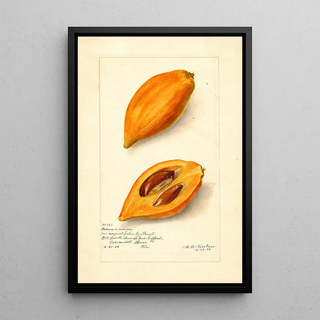 Pouteria campechiana - Amanda Almira Newton — framed artwork on a wall