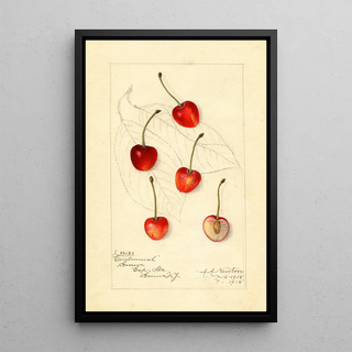 Reproduction of the painting Prunus avium Centennial - Amanda Almira Newton