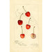 Reproduction of the painting Prunus avium Centennial - Amanda Almira Newton