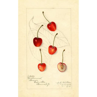 Reproduction of the painting Prunus avium Centennial - Amanda Almira Newton