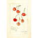 Prunus avium Kirkland - Amanda Almira Newton — artwork view