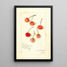 Prunus avium Kirkland - Amanda Almira Newton — framed artwork on a wall