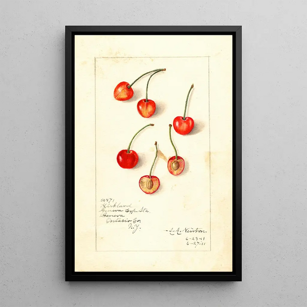 Prunus avium Kirkland - Amanda Almira Newton — framed artwork on a wall