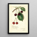 Reproduction of the painting Prunus avium Knight Early Red - Amanda Almira Newton
