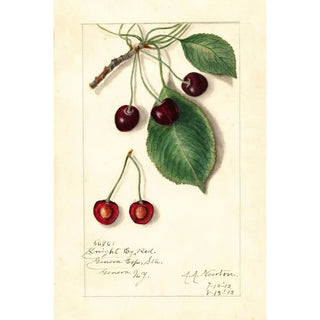 Reproduction of the painting Prunus avium Knight Early Red - Amanda Almira Newton