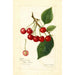 Prunus avium May Duke - Amanda Almira Newton — artwork view