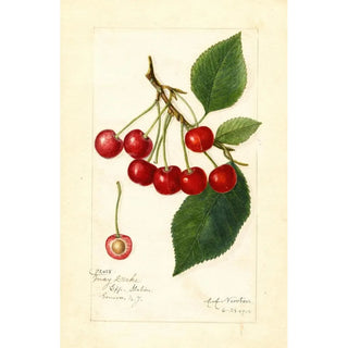 Prunus avium May Duke - Amanda Almira Newton — artwork view
